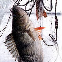 Ловить рыбу сетями в Беларуси?
