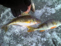 Зимняя рыбалка по последнему льду, ловля ерша, окуня