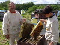 прибыль от пчеловодства