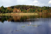 Рыбная ловля на живца на озере Ясском в Псковской области